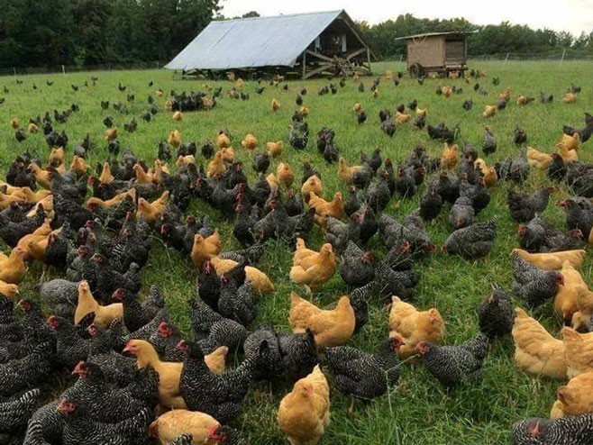 Muškarac greškom kupio 1.000 kokoški na onlajn aukciji