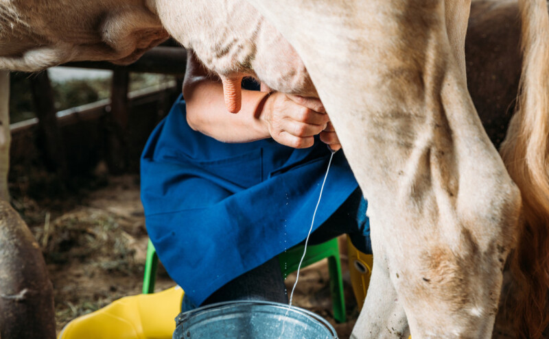 Indijski političar uvjerava ljude da krave proizvode zlato u mlijeku