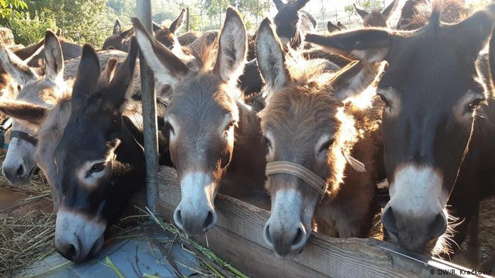 U Zavidovićima se griju na magareće đubrivo