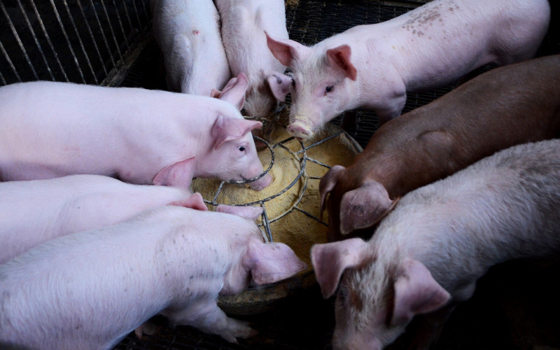 Jedemo ono što Evropa neće