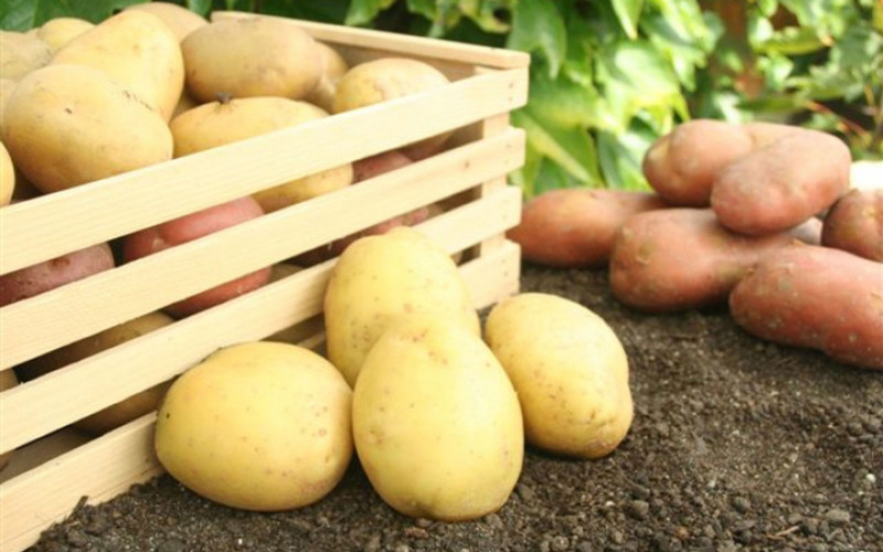 Krompir snižava pritisak i održava vitkost