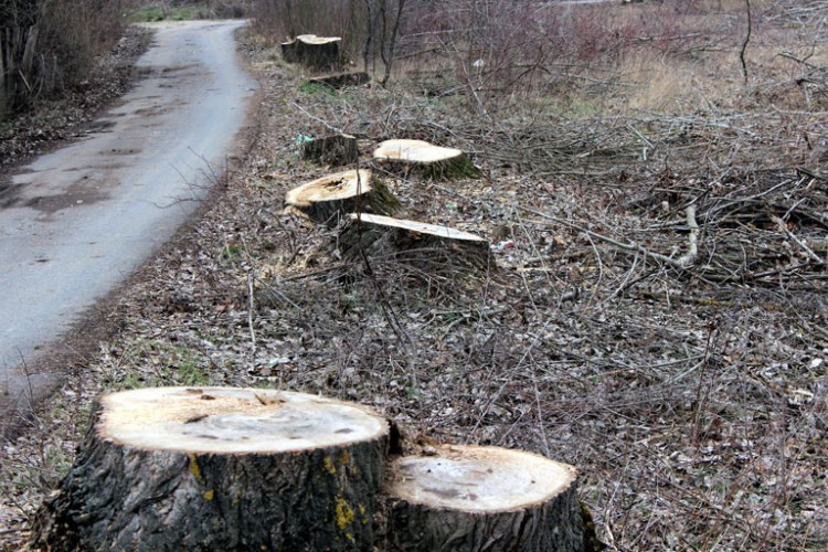 Šteta zbog bespravne sječe 1,45 miliona KM