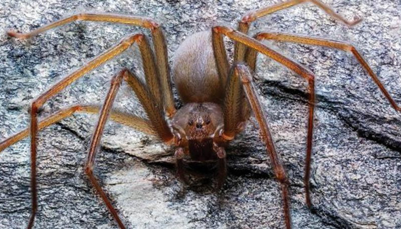 Otkrivena nova vrsta pauka koji jede ljudsko meso