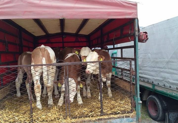 Najavljena intenzivna kontrola prometa stoke u Semberiji