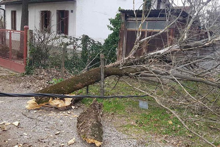 Vjetar oštetio krov na školi i rušio stabla u Banjaluci