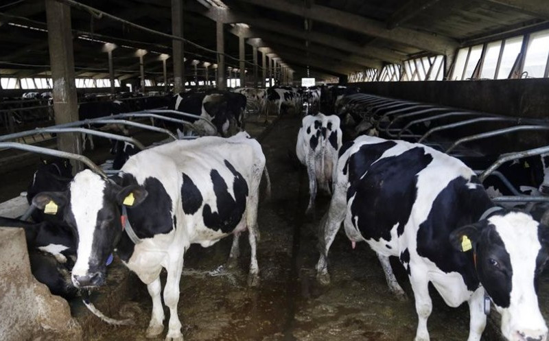 Mljekari u RS žele robote na farmama