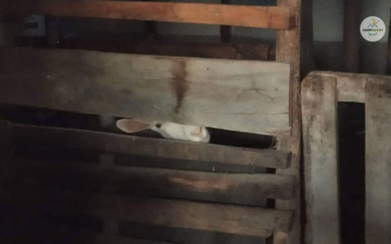 Kazna do 10.000 KM ako životinje ne uzgajate po ovim pravilima!