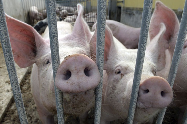 Užas u poljskom Osieku: Farmera pojele svinje?