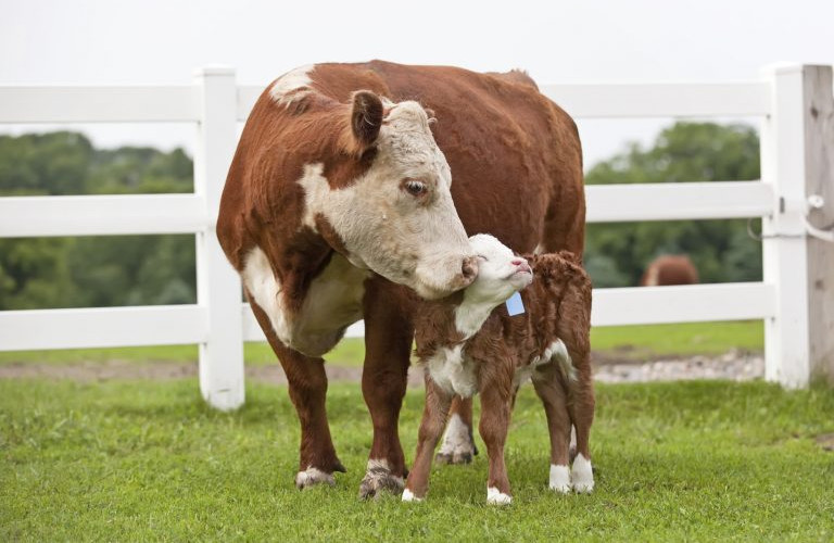 UIO BiH hitno prodaje kravu i tele