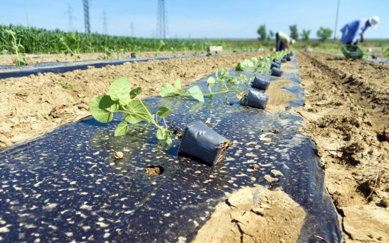 Zbog sušne zime propada proizvodnja voća, povrća i žita?