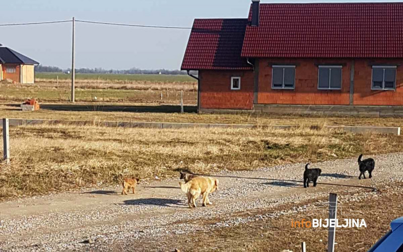 Mještani bijeljinskog naselja Pet jezera žive u strahu od pasa lutalica