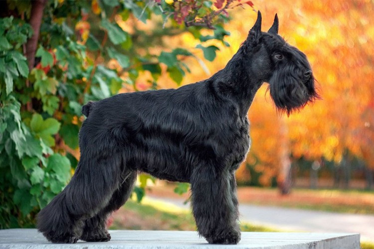 Neobična krađa : Lopovi iz dvorišta ukrali psa vrijednog 1.000 maraka