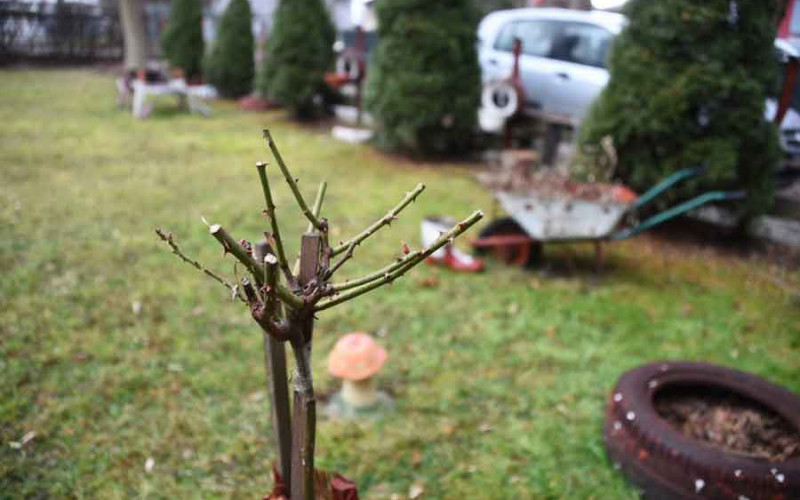 Sunce i visoke temperature ZBUNILI BILJNI SVIJET