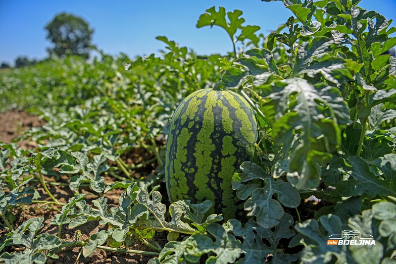 Poljoprivrednik iz Donjeg Crnjelova: Lubenicu prodamo za 0,40, a u marketima skuplja od marke (FOTO)