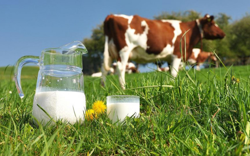 Raste proizvodnja mlijeka u Srpskoj