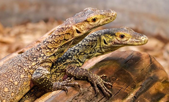 Ženka komodo zmaja donijela na svijet mladunce bez parenja s mužjakom