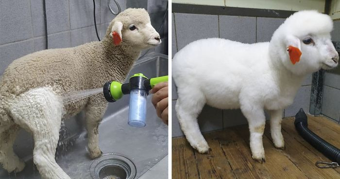 Fotografija okupane ovce postala hit na internetu