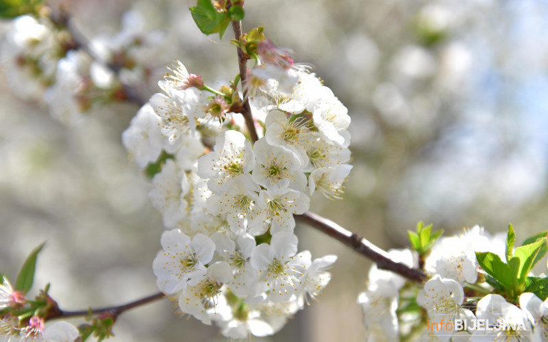 Proljeće stiže 20. marta, u noći sa četvrtka na petak