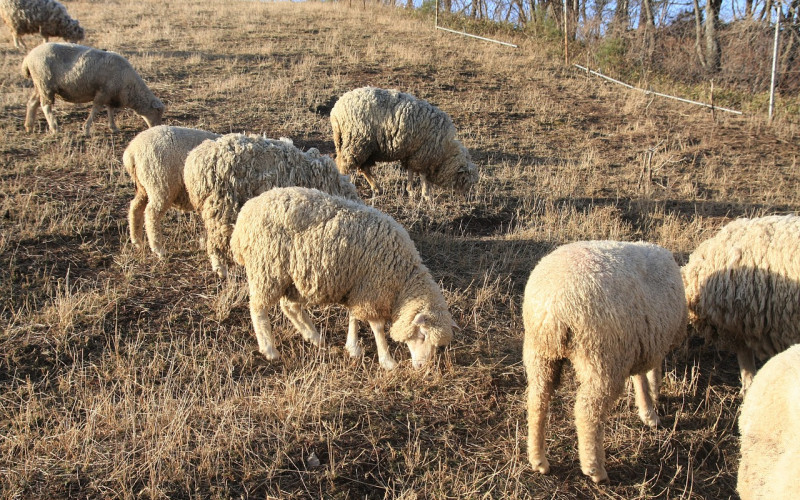 I OVO JE BIH U toku policijskog časa ukrali ovcu, ispekli i pojeli