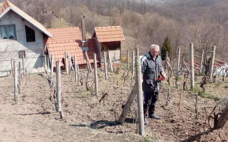 Loparski vinogradari dokazali da šljiva nije jedina kraljica