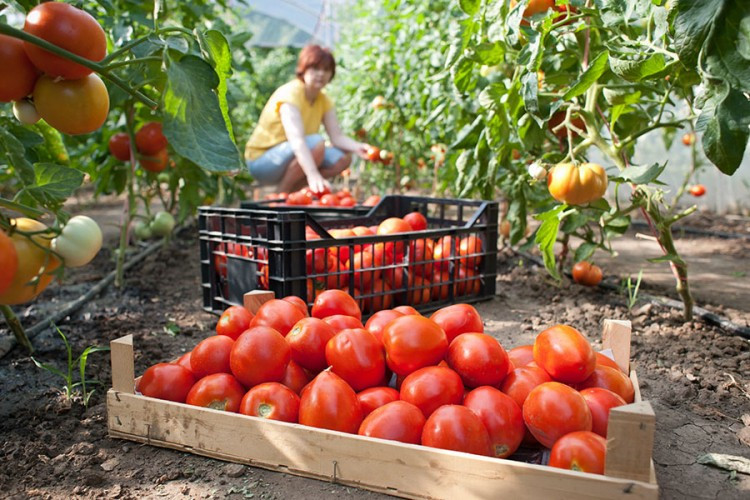 Siguran put do tržišta: Neće propasti ni kg domaćeg povrća