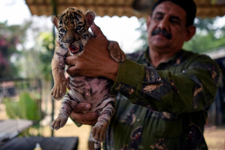 U zoološkom vrtu u Meksiku na svijet došao tigrić Kovid