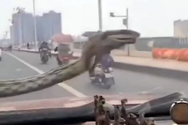 Usred vožnje na šoferšajbni mu se pojavila zmija