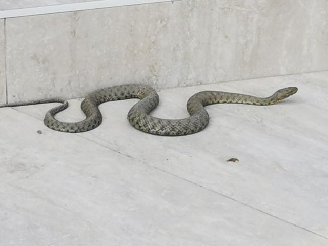 Zmija uočena na trotoaru u Bijeljini, izmamilo je toplo vrijeme /FOTO/