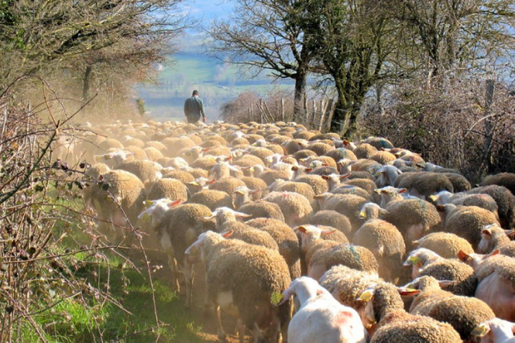 Nišlija osmislio pastira-robota, uskoro na pašnjacima