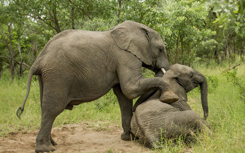Pijani slonovi: Najveći na kopnu, a najteže podnose alkohol