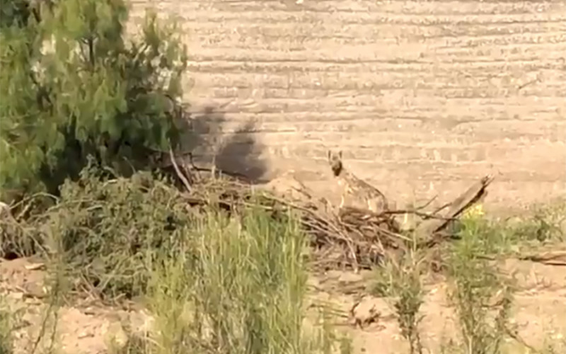 Ptica trkačica i u stvarnom životu nadmudrila i pobjegla od kojota (VIDEO)