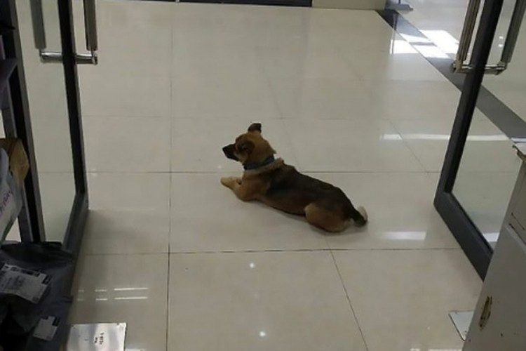 Pas mjesecima u bolnici čekao vlasnika koji je umro od korone