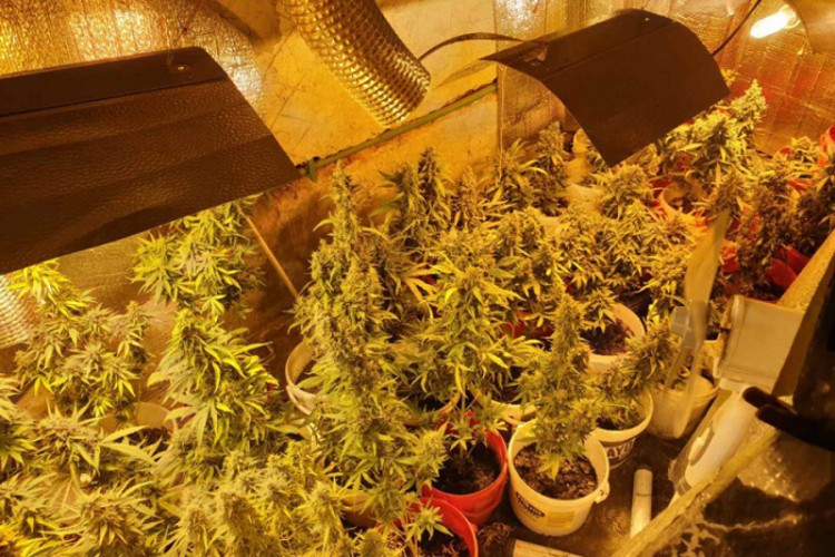 Pretres u Banjaluci, pronađena laboratorija za uzgoj droge