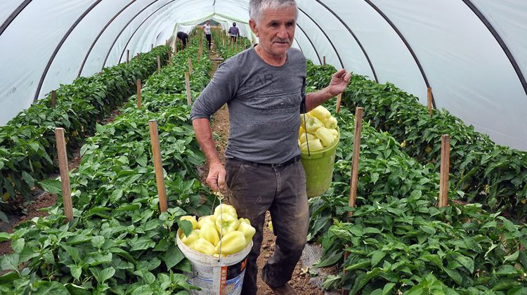 Prva ovogodišnja berba paprike na imanju Kordića - Paprika za izložbu