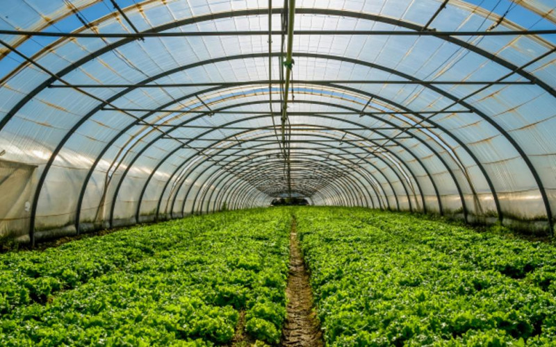 Povrtar iz Crnjelova smanjuje proizvodnju na otvorenom: PLASTENICI ISPLATIVIJI