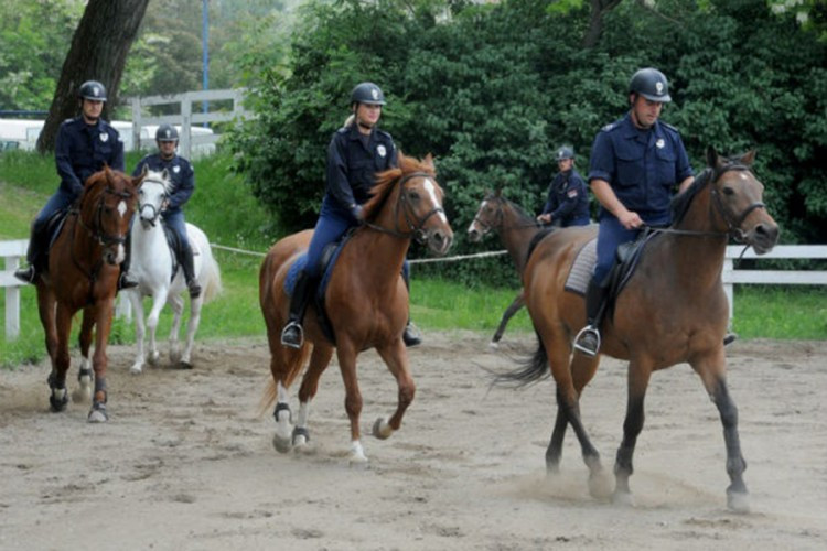Austrijski policijski konji prodati u Srbiju