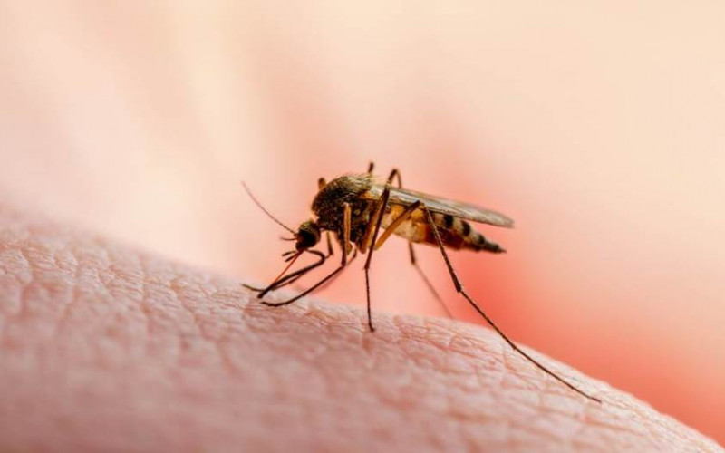 Ljudi s ovom krvnom grupom su komarcima najslađi