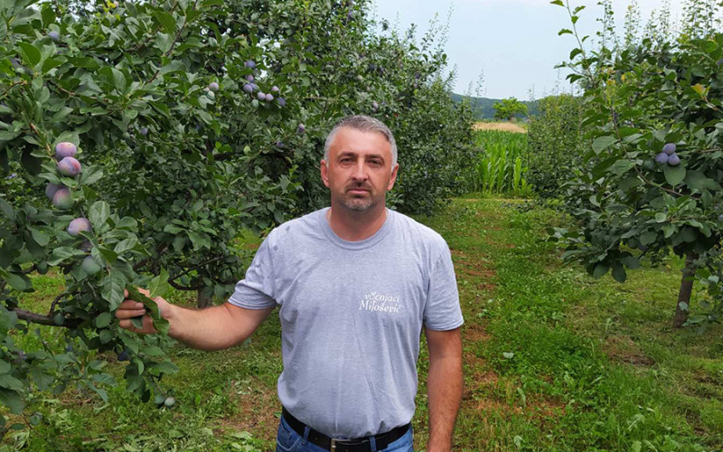 Majevički voćari zabrinuti: Šljiva propada u kamionima zbog čekanja na prelazima