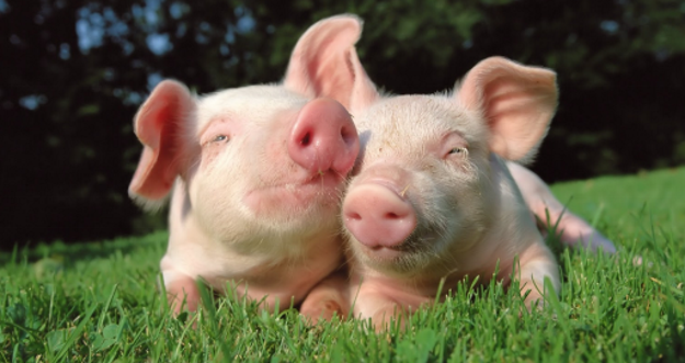 Cijene svinjetine naglo pale zbog zaraze u velikoj klaonici