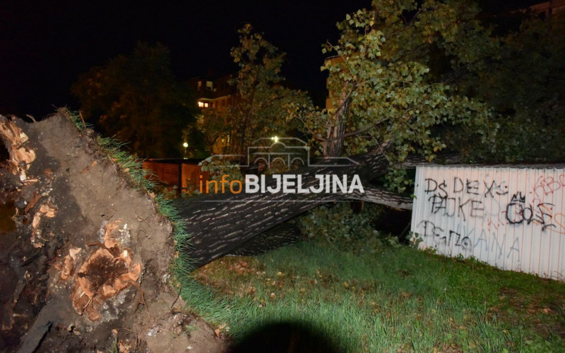 STANARI ČULI JAK UDAR: Veliko stablo palo na parking u Bijeljini, uništeno više vozila /FOTO/