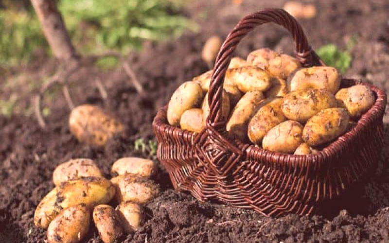 Pitali folkere da li bi kopali krompir za dnevnicu, pročitajte odgovore