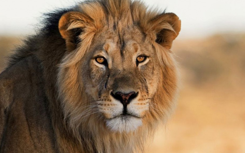 Redovi za lavlji izmet, teglica pet evra – Kažu, vrijedi svaku paru