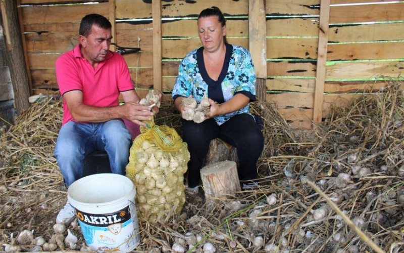 Zatrpni tonama bijelog luka: Od korone se liječimo kineskim, a domaći nema ko da kupi