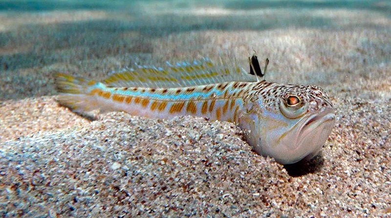 Najotrovnija riba u Jadranskom moru, susret s njom može biti opasan (FOTO)