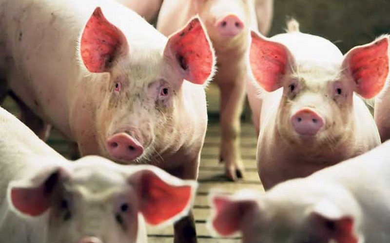 Farmeri u RS negoduju, otkupljena trećina tovnih svinja