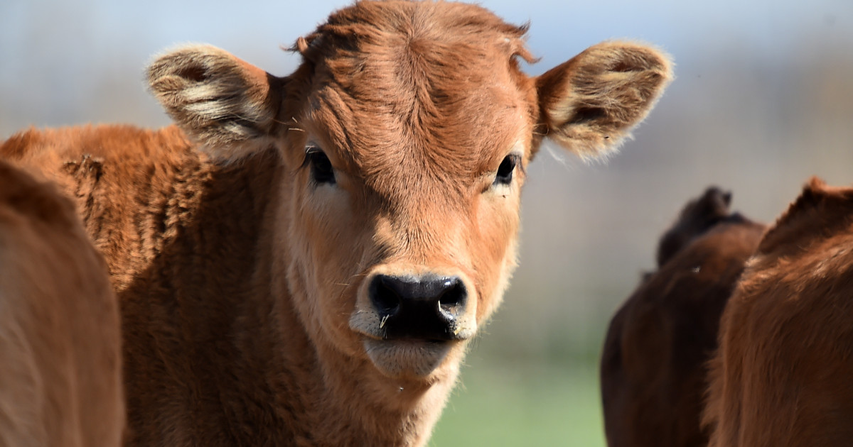 Amerikanka pritvorena jer je šetala tele po Crvenom trgu u Moskvi 