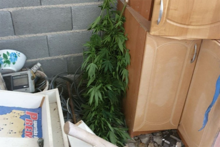 Žena gajila kanabis u selu