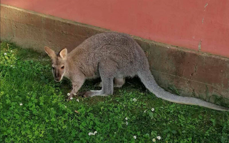 Još nije pronađen kengur koji je pobjegao u Bijeljini: 
