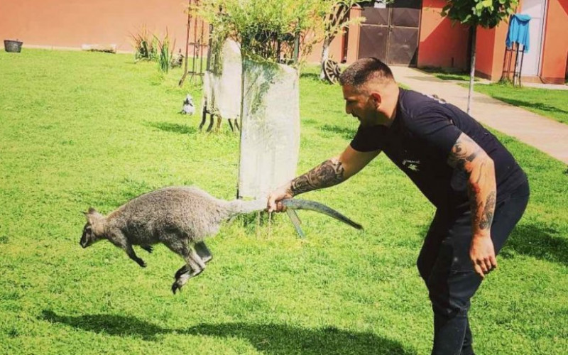 KENGURA TRAŽI CIJELA SEMBERIJA: Porodica Tanasić iz Bijeljine moli za informacije o svom odbjeglom Kokiju, u potrazi i stari i mladi