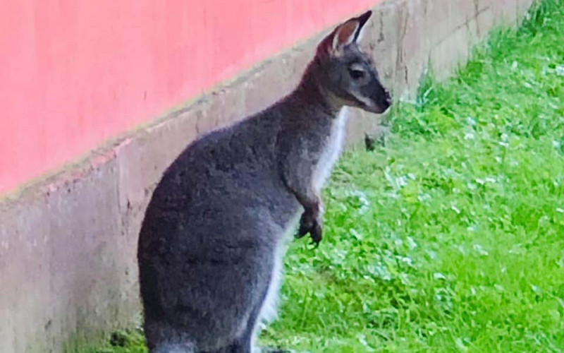 Odbjegli kengur još izmiče potjeri: Čim ga ljudi vide, umakne u kukuruze